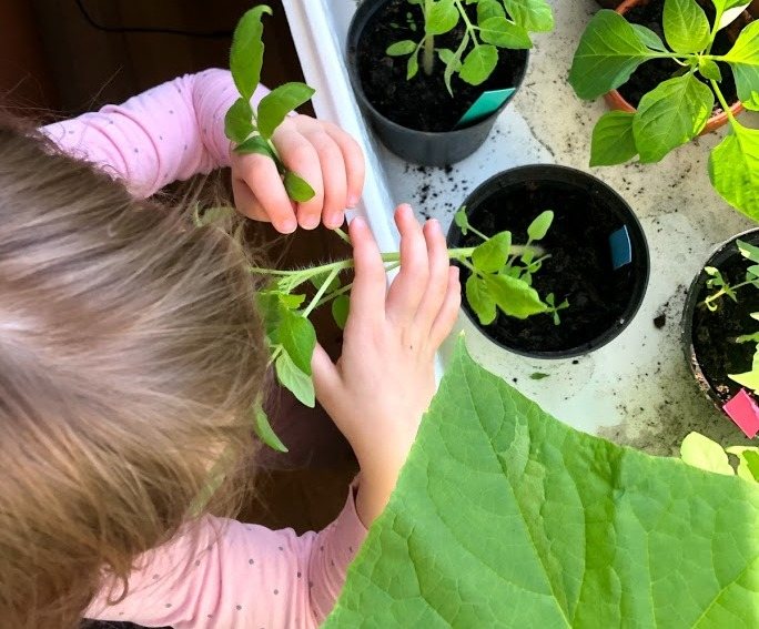 Barn der planter